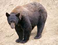 Cinnamon Bear, British Columbia, Canada CM11-25