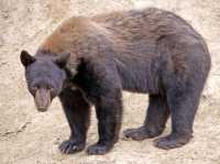 Cinnamon Bear, British Columbia, Canada CM11-24