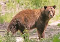 Cinnamon Bear, British Columbia, Canada CM11-29 