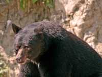 Cinnamon Bear, Pemberton (August 2008) British Columbia, Canada CM11-20