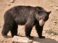 Cinnamon Bear, Pemberton (August 2008) British Columbia, Canada CM11-19