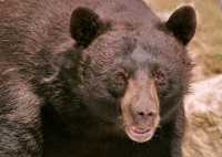 Cinnamon Bear, Pemberton (August 2008) British Columbia, Canada CM11-17