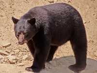 Cinnamon Bear, Pemberton (August 2008) British Columbia, Canada CM11-16