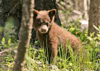 Cinnamon Bear, British Columbia, Canada CM11-30 