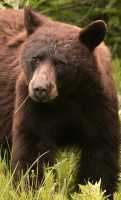 Cinnamon Bear, British Columbia, Canada CM11-32