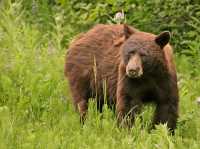 Cinnamon Bear, British Columbia, Canada CM11-31