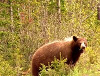 Cinnamon Bear, Waterton Lakes National Park, Alberta, Canada 06
