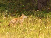 Coyote, Jasper National Park 13