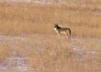 Coyote, Banff National Park CM11-10