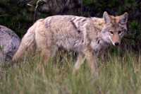 Coyote, Banff National Park CM11-09