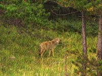 Coyote, Jasper National Park 12