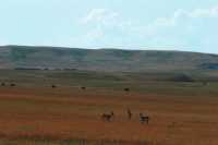 Pronghorn Antelope, Grasslands National Park, Saskatchewan, Canada CMX-001