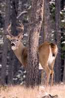 Mule Deer, Banff Park, Canada CM11-26 
