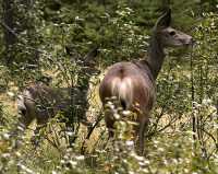 Deer and Fawn, British Columbia, Canada CM11-26