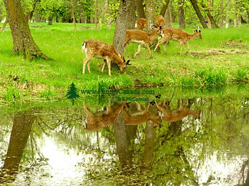 Mule Deer Family, Manitoba 10