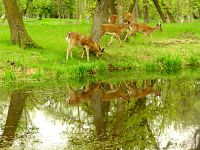 Mule Deer Family, Manitoba 10