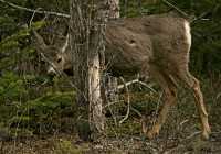 Mule Deer, British Columbia CM11-02