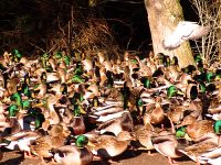 Ducks at Reifel Bird Migratory Sanctuary, British Columbia, Canada 01