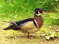 Drake Wood Duck 05