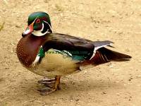 Highlight for Album: Ducks Photos, Canadian Wildlife Stock Photos