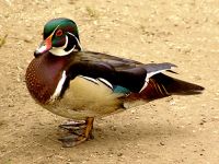 Drake Wood Duck 04