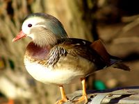 Mandarin Duck 06