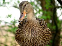 Mottled Duck 08