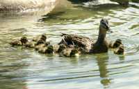 Duck and Ducklings, CM11-12