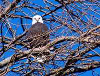 Bald Eagle, Squamish, British Columbia, Canada 18