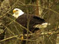Bald Eagle, Squamish, British Columbia, Canada 16