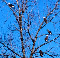 Bald Eagle, Squamish, British Columbia, Canada 11


