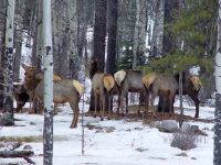 Elk Herd 07