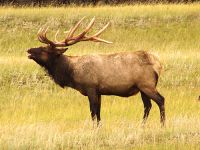 Bull Elk 01