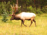 Bull Elk 02