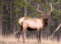Elk CM11-12