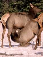 Elk Calf and Mother, CM11-14 