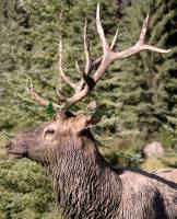 Highlight for Album: Elk Photos, Jasper National Park, Canada, Canadian Wildlife Stock Photos