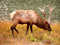 Bull Elk 03