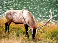 Bull Elk 04