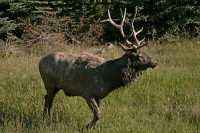 Bull Elk, Jasper National Park CM11-01