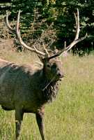 Bull Elk, Jasper National Park CM11-02