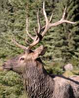 Bull Elk, Jasper National Park CM11-04