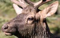 Bull Elk, Jasper National Park CM11-05