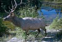 Bull Elk, Jasper National Park CM11-06