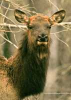 Elk, Jasper National Park CM11-10