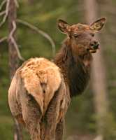 Elk, Jasper National Park CM11-11