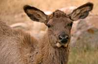 Elk, Jasper National Park CM11-12