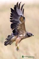 Highlight for Album: Ferruginous Hawk - Canadian Wildlife Stock Photos