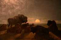 Glenbow Museum, Buffalo Painting, First Nations Gallery, Calgary, Alberta, Canada CM11-14