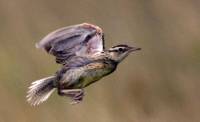 Highlight for Album: Grasslands Birds, Canada - Canadian Wildlife Stock Photos